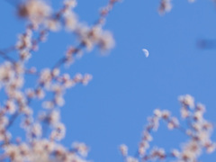 _DSC0529