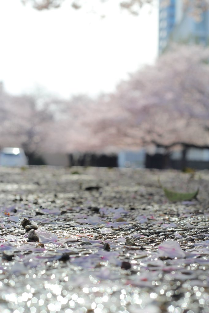 水たまりの中の花びら