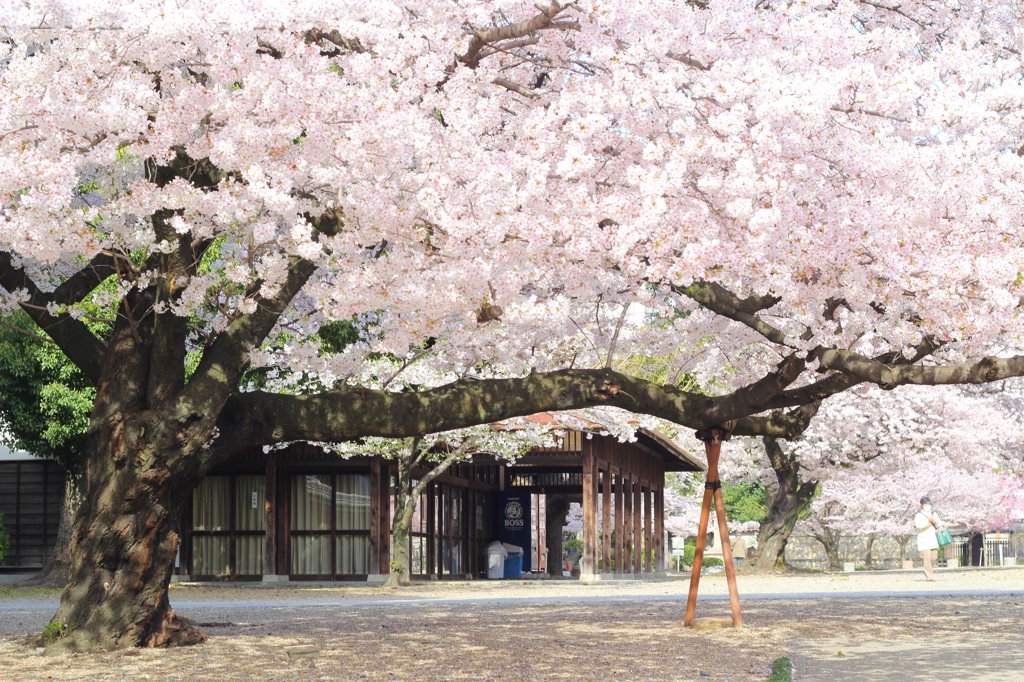 木陰