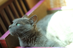 美しい猫