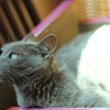 美しい猫