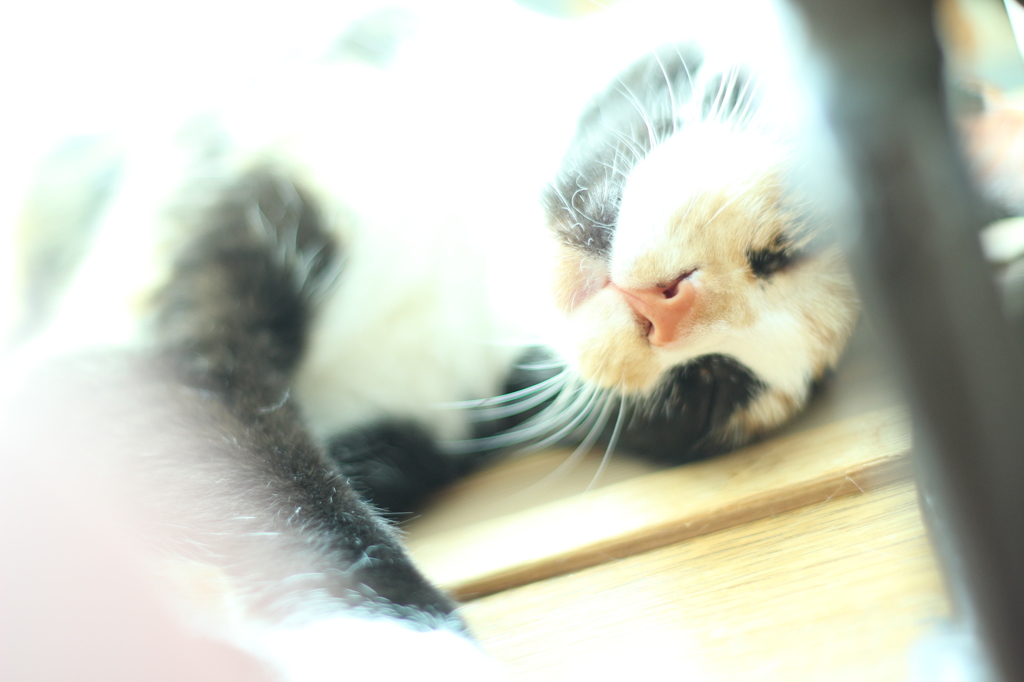 お昼寝