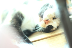 お昼寝