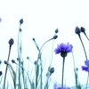 Evanescent〈儚い〉