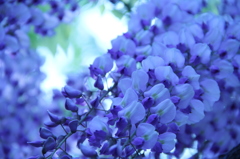 〈Now flowering[Wisteria]〉