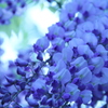 〈Now flowering[Wisteria]〉