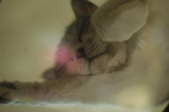 ふにゃあ