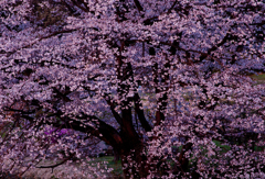 入山の山桜