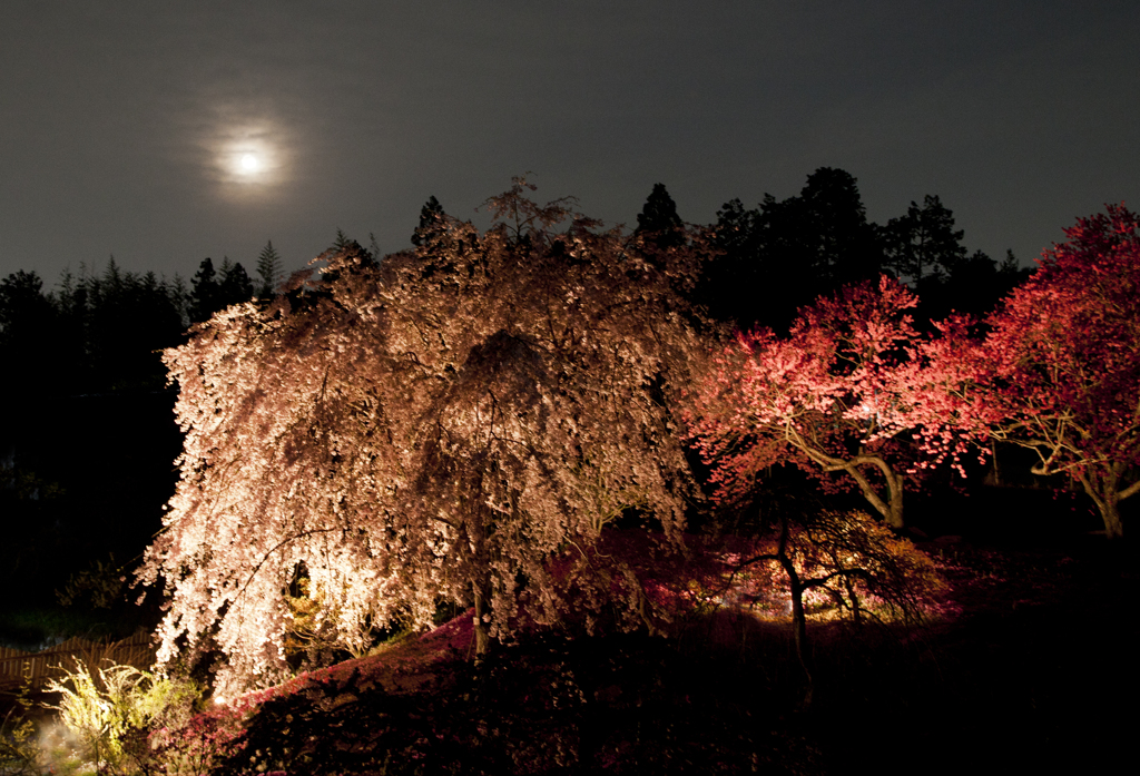 満月と桜