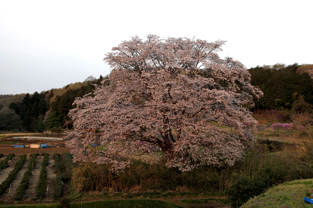朝日に浮かぶ山里の山桜