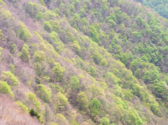 spring color