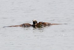 ミサゴの狩り