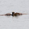 ミサゴの狩り