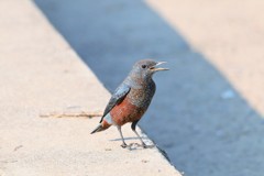 IMG_5237イソヒヨドリ