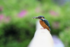 IMG_4609カワセミ