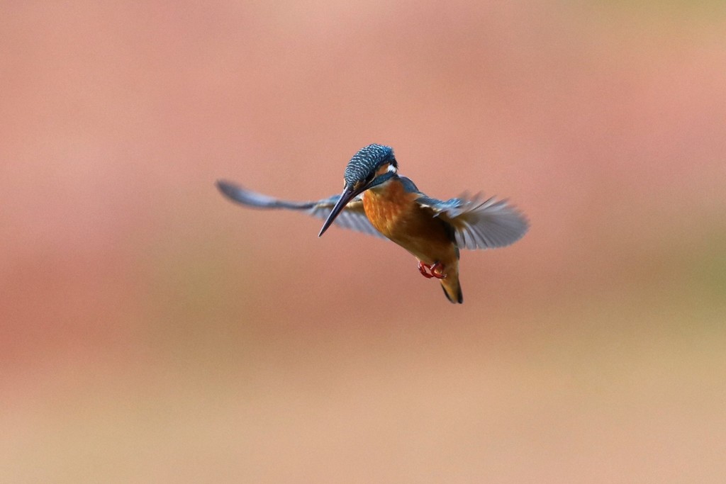 IMG_3562-1カワセミのホバリング