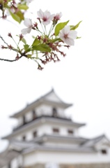白石城の残り桜