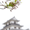 白石城の残り桜