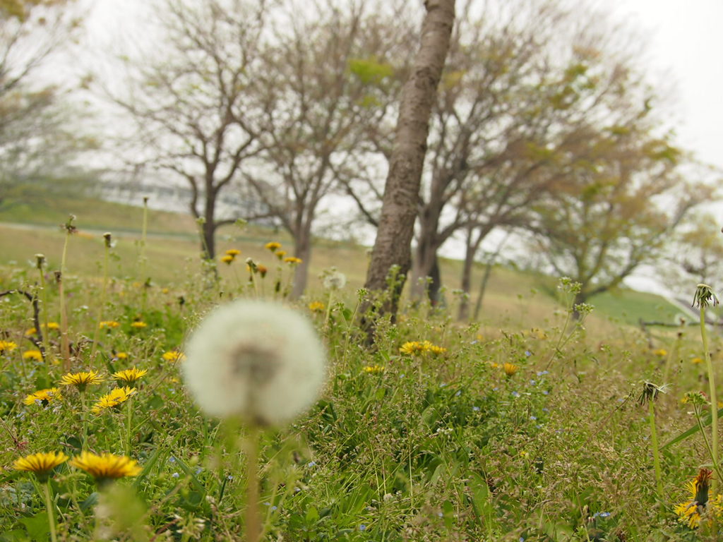 堤防沿いの公園