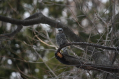 初めて取れた野鳥