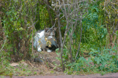 猫の秘密基地。