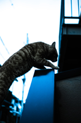 飛び移る猫。