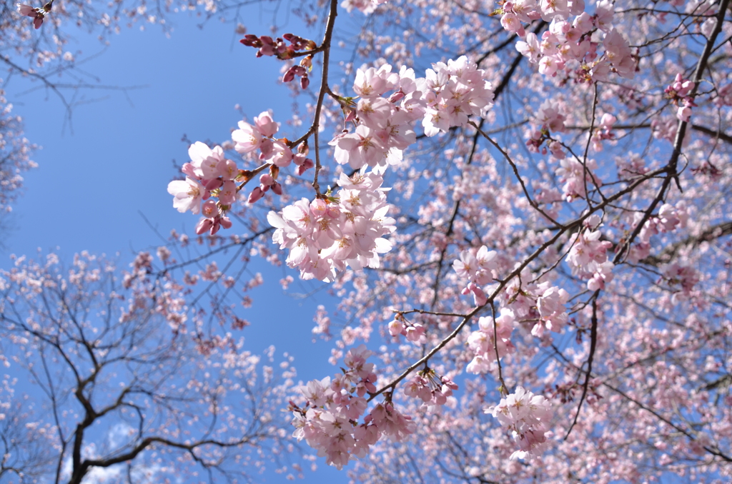 桜