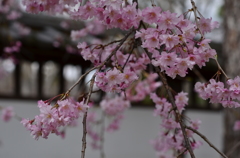 桜2