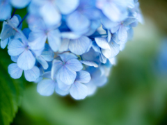 紫陽花2