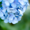 紫陽花2
