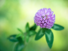 なんの花だっけ2