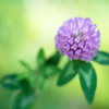 なんの花だっけ2