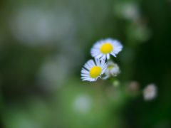なんの花だっけ