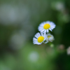 なんの花だっけ