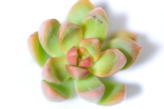 【多肉植物】銘月