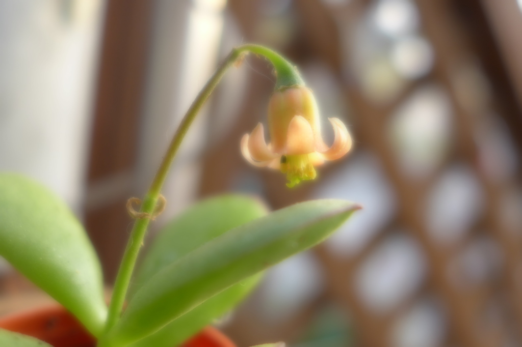 【多肉植物】ゴルビュー
