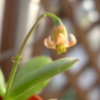 【多肉植物】ゴルビュー
