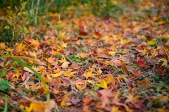 紅葉絨毯