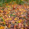 紅葉絨毯
