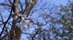 開花