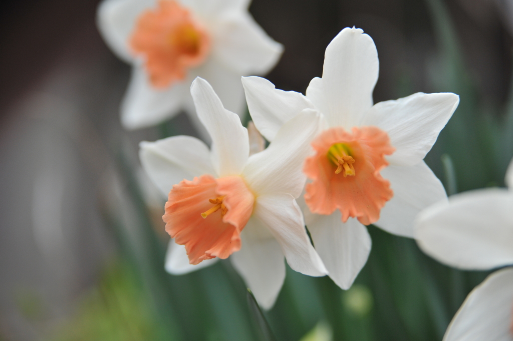 寄り添う花たち