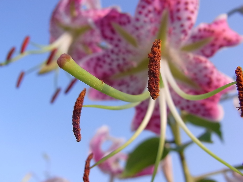 花粉いっぱい・・・