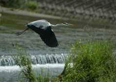 低空飛行・・・