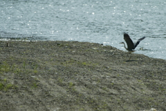 獲ったね・・・