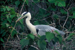 巣の整備・・・