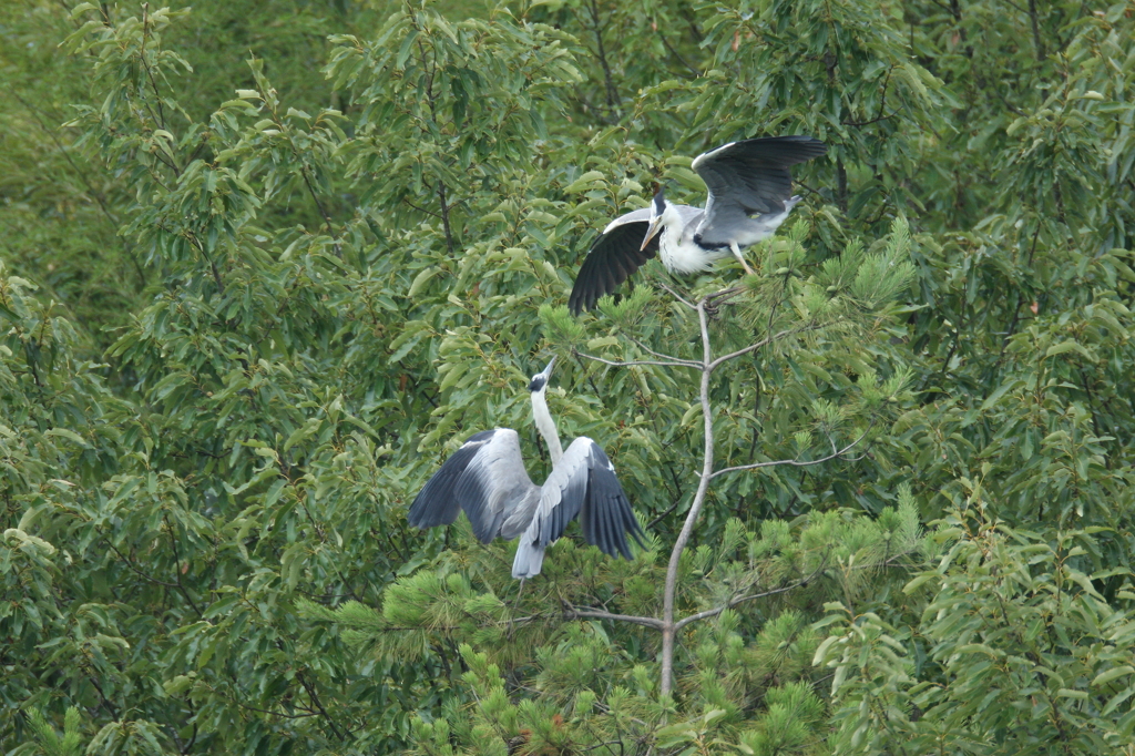 求愛ディスプレイ