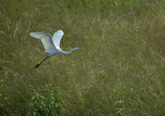4.華麗なる瞬間・・・④