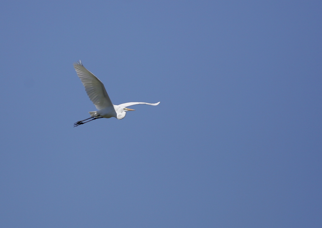 大空を舞う・・・③