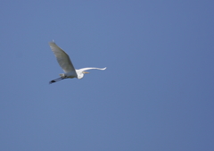 大空を舞う・・・③