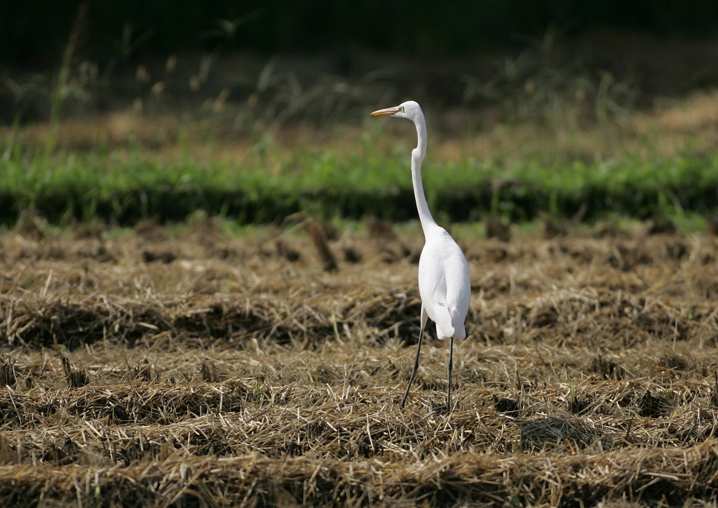 何を見てるの？